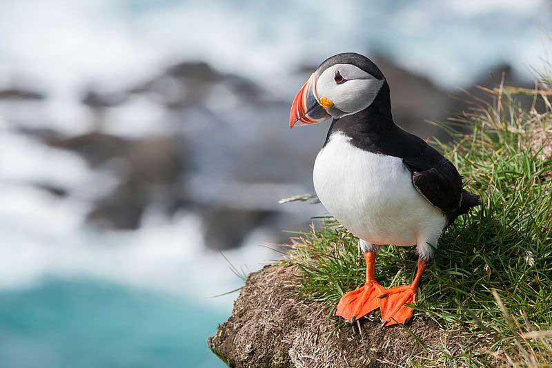 Discover the Nutritional Benefits of Puffin Heart Food